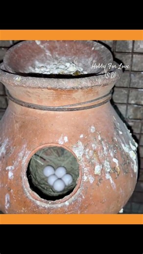 Java Sparrow Breeding Process Red Eye Silver ….. #javasparrow #birds #pets #petbird