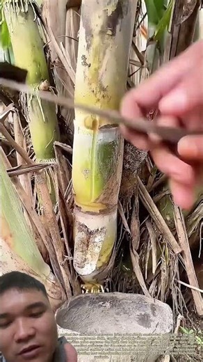 Extracting Sugarcane Juice is Like Tapping Rubber Tree Sap #gardening