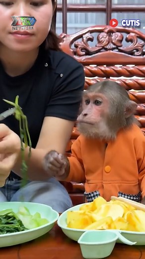 1.1M views · 10K reactions | Cutis là 1 chú khỉ ăn chay ------ Nguồn: CUTIS 16 Bản quyền được bảo vệ và quản lý bởi MCV Network #MCVNetwork #Pet #Cutis #Viral #NWT #CT16 | Tạp chí 360 | Facebook
