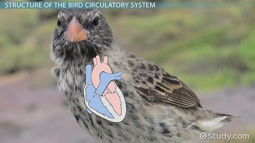 Bird Circulatory System | Heart, Structure & Functions
