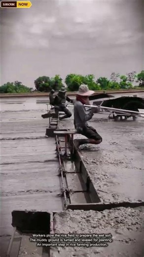 Efficient Rice Field Plowing Process for Preparing Wet Soil in Agriculture #farmer