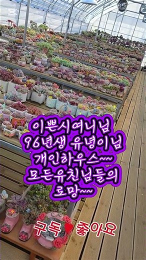 금산마야다육 #96년생유녕이tv#다육식물 #다육화분 #선인장 #아프리카식물 #코텍스 #그린토마토 #홍시분 #란다자리