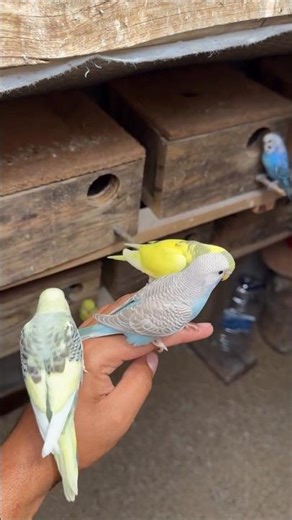 Tame Budgie Baby #budgie #tamedbirds #budgies