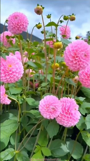 ✨💐✨‼️Nature's Masterpiece; The Dahlia‼️✨💐✨