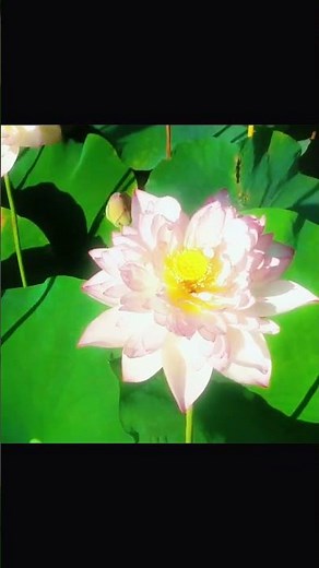 Cap Cut Edit 4k || Cap Cut Trending Edit Tutorial ✨ || #capcut #edit #capcuttutorial#nature