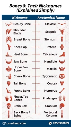 mediEND | Ever heard terms like “beauty bone” or “funny bone”? 🤔 These everyday names actually have proper anatomical terms! Swipe through to learn... | Instagram