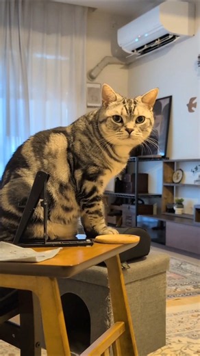アメショーのラッテ #アメショ ＃アメリカンショートヘア#猫との暮らし#猫#cat