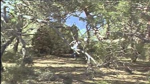 HD Trilogy of Life Walking with Dinosaurs Pilot (2005)