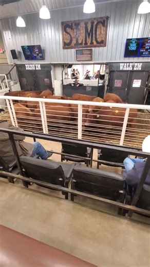 13K views · 239 reactions | Congratulations to the Whited Ranch, long time Leland Red Angus customers, for selling these broody bred heifers weighing 1090 and ringing the bell at $4925 per head. | Leland Red Angus | Facebook