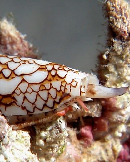 61K views · 1.8K reactions | These underwater snails could kill a human with their venom. But that same venom can also be used to develop life-changing medicine. | NOVA l PBS | Facebook