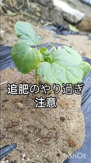 オクラ栽培初期を生育が鍵家庭菜園肥料やり方ナメクジ対策間引きしない大量収穫長期収穫生育農家農園農業
