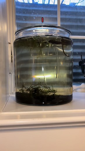 I see an empty glass jar and I have a compulsive urge to fill it with water and critters lmao. My goal is to get a stable population of these bugs living with my fish but in case it doesn’t work out I now have two backup bowls full of bugs. Ik they’re not really bugs don’t bother me. #fish #fishtok #aquarium #plants #tank #cool #fyp #daphnia #scud #microfauna #food #chill #bugtok #bugs