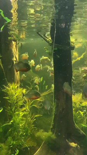 677 reactions · 20 shares | This kind of Piranha's Tank set-up  #PmIsdaKey #isdaislife #somethingfishy #predatorfish #Piranha #monster #monsterfish #VideoNotMineCreditToTheRightfulOwner | PM Isda Key | Facebook