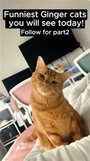 Funniest Ginger Cats on the Internet (Part 1) #cat #catvideos #gingercats #funny