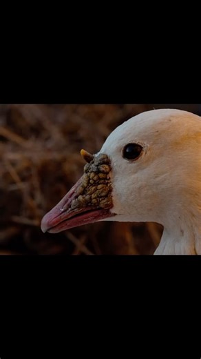 It is harder than a wood peckers lips to try and beat a Ross Goose party. The little peepers of the goose world can be frustrating but when they suck right into those @sxdecoys you better be ready to spring out of the @luckyduckpremiumdecoys blind. #decoys #waterfowl #wildfowl #snowgeese #rossgeese #spring #conservation #gohunt #unicorn #gundog #retriever #labrador #turkeyhunting #duckhunting #canada #sickforit #gofartherstaylonger #meateater #huntgram #womenoutdoors #getoutside #nature | Northe