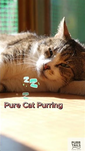 Relax with Cat Purring Sound 😽✨ PurrTailsToday