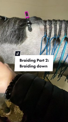 Horse Mane Braiding Tutorial: Tips for Perfect Hunter Braids