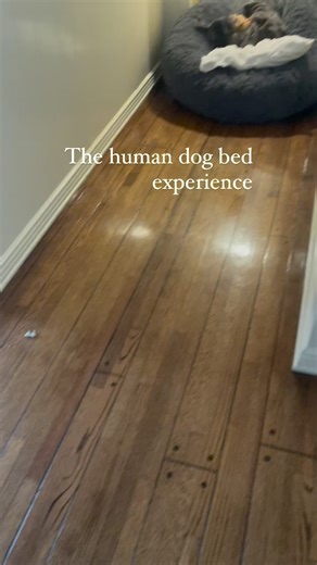 21K views · 164 reactions | So I got this human dog bed because my big puppy has his ACL injuries and I thought OK I could lay down and cuddle with him, but we have had some fun with his bed the shenanigans of the human dog bed and Thamusclewhisperer lol I have to be honest I really like this human dog bed. I really do think I should have one in every room. #thamusclewhisperer #thehumandogbed #dogsofinstagram #dogstagram #dogs #dog #love #doglovers | Tha Muscle Whisperer | Facebook