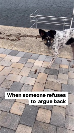 4.6K views · 260 reactions | When someone refuses to argue back | 2 Traveling Dogs | Facebook