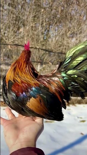 New Azteca Bantam chicken