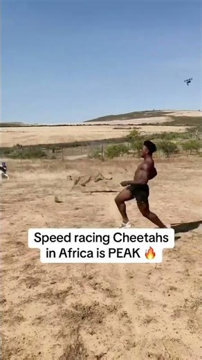 Speed Races a Cheetah 🐆⚡