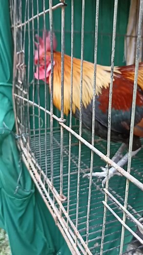 #fypシ゚viral #ayam #ayamhutanmalaysia #hatikenakental #kitamiskin