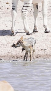 1.8M views · 8.5K reactions | Jackal Hunting Birds Wincent jbSXp #bird #nature #wildlife | HAWI Studios | Facebook