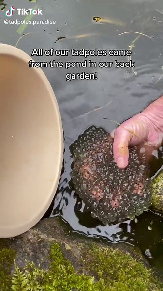 Attracting Frogs to Your Garden - Tips and Tricks