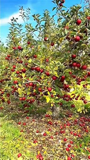 This apple grows wild and is only planted in the ground and is not taken #apple #applefruit