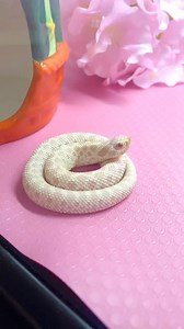 14K views · 123 reactions | Baby vs adult yawn  #cutesnake #snakes #hognose #reptiles | Marshmallow The Hoggie | Facebook