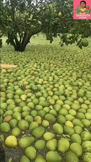 Walking Through a Mango Paradise | Fresh & Juicy Mango Farm Tour
