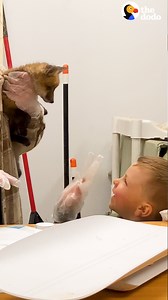 778K views · 10K reactions | Rescued baby foxes caught on hidden camera coming back home the night they're released into the wild ❤️ | The Dodo | Facebook