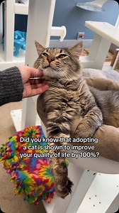 *1000% ❤️ All these cats found their forever families, but countless others are still waiting for their chance. Click our link in bio to search adoptable cats in your area today! #adoptapet #adoptdontshop #rescuecat #catlover | Adopt a Pet