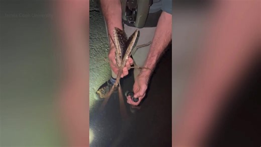 Newly discovered species thought to be Australia’s heaviest insect