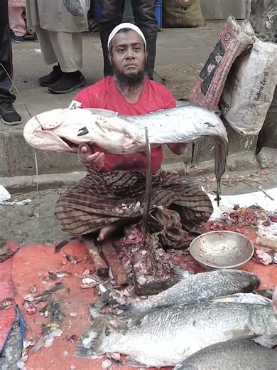 Boal Fish | Amazing Facts About Boal Fish | Freshwater Giant Catfish