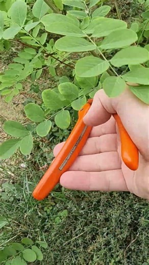 Jačanje korenovog sistema #pruning #fruitcutting #fruit #fruits #agriculture #agro #nature #garden