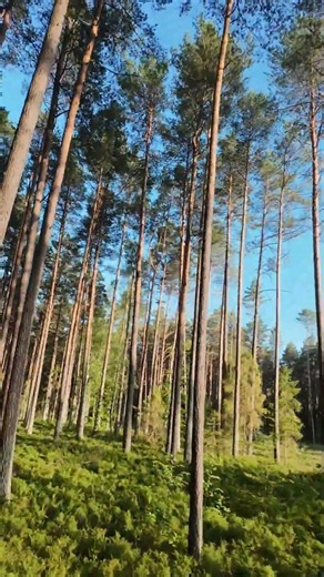 Pinczyn - las - FPV - weekend #drone #fpv Boris Brejcha - Never Look Back