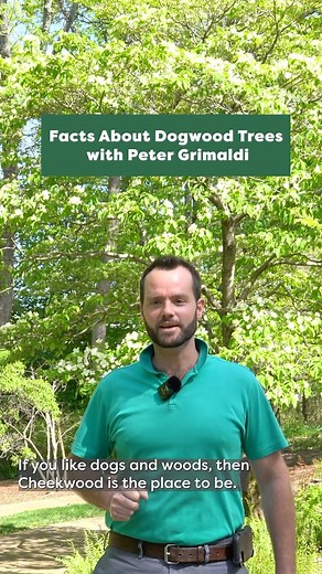 We believe dogwoods are the top dog of the tree world! 🌳🌸🐶 Learn about dogwood trees with Cheekwood’s VP of Gardens and Facilities, Peter Grimaldi. And, don’t forget to join us for Dogs & Dogwoods this weekend. | Cheekwood