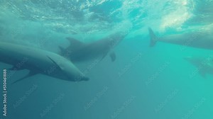 Slow motion - Group of dolphins play in the waves under the surface of the blue water. Close-up of Bottlenose Dolphins swim in the blue water