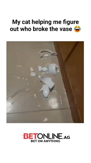 @memesrelatablelife.vibe on Instagram: "The video depicts a tabby cat wearing a recovery cone as it gingerly sniffs and paws at shards from a broken white vase on the floor, with the caption humorously suggesting the pet is aiding an "investigation" it likely caused itself. Posted by @CuteAdorableCat , a account specializing in endearing feline moments, the clip amassed over 8,000 likes and 150,000 views within a day, inspiring 77 replies filled with witty denials of the cat's culpability, like 