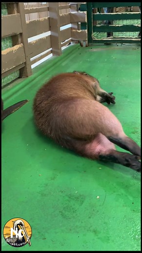 ゆったりのんびり😌 #capybara#carpincho #カピバラ #水豚 #カピ王国 #capybarakingdom #capyokoku #cute #masbro #癒し動画 #かわいい動画 #かわいい