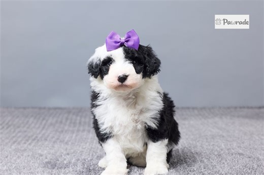 Eleanor - Sheepadoodle Puppy 12ADE4