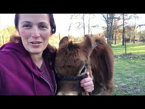 How to put a Halter on your cow