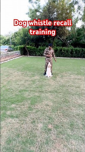 🐕‍🦺LABRADOR🐕‍🦺basic obedience training whistle ￼recall heel tricks #dogtraining #puppytraining