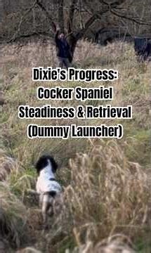 Working Cocker Spaniel Dummy Launcher Training | Dixie in the Field #dogtraining #workingdog