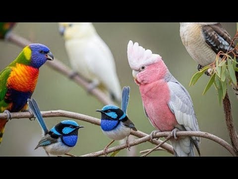 #145live Australian Bush BirdSong Sounds for Relaxation and deep sleep