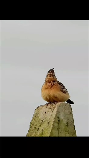 Branjangan Jambul 🔄 Crested Lark #burung #bird #kicau #kicaumania #foryou #foryoupage #fyp