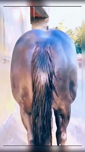 The muscles of this body#horse #fyp #sweaty #funny