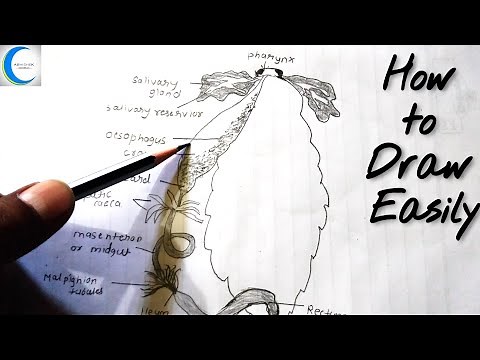 How to draw Cockroach digestive system labelled diagram easily by | Abhishek EDUcomplex |