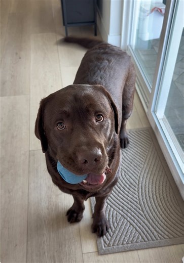 The Chocolate Lab Who Acts Like He Doesn’t Know Us